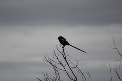 Lanius melanoleucus