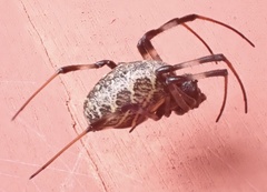 Nephilengys malabarensis