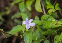 Ruellia prostrata