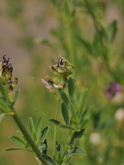 Medicago sativa sativa