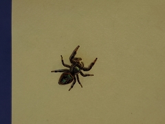 Paraphidippus aurantius