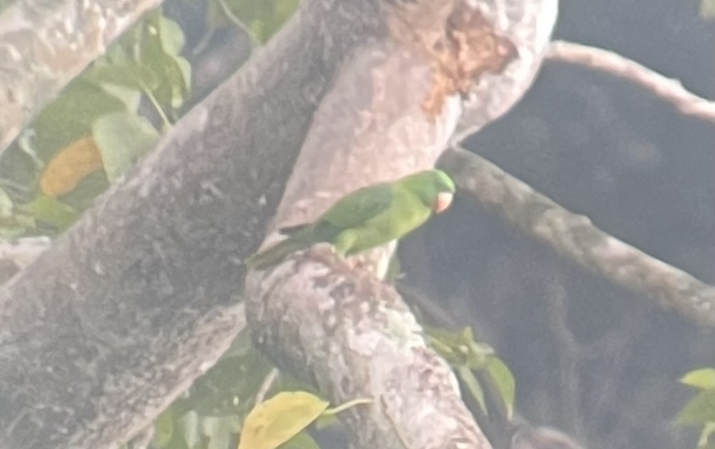 Azure-rumped Parrot (Tanygnathus sumatranus), photo 5