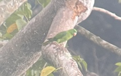 Tanygnathus sumatranus
