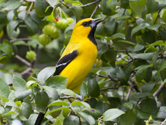 Icterus nigrogularis