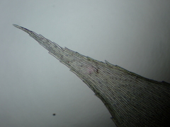 Brachythecium rutabulum