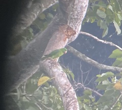 Tanygnathus sumatranus