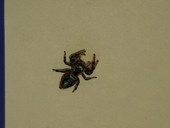 Paraphidippus aurantius