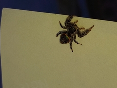 Paraphidippus aurantius