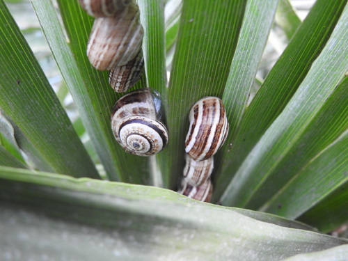 Mittelmeer-Sandschnecke