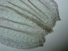 Brachythecium rutabulum