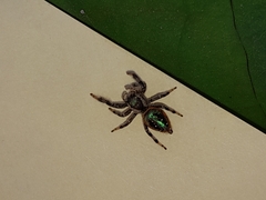 Paraphidippus aurantius