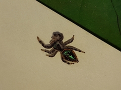 Paraphidippus aurantius