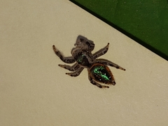 Paraphidippus aurantius