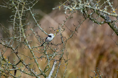 Aegithalos caudatus caudatus