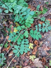 Chelidonium majus