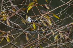 Aegithalos caudatus caudatus