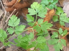 Anthriscus cerefolium