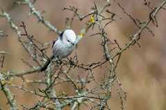 Aegithalos caudatus caudatus