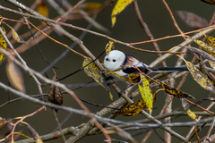 Aegithalos caudatus caudatus