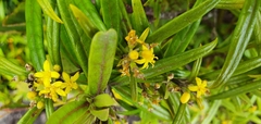 Corokia buddleioides