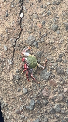Grapsus adscensionis
