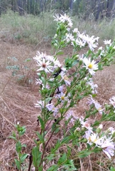 Symphyotrichum elliottii