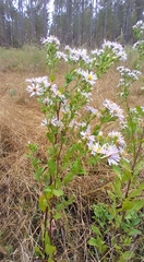 Symphyotrichum elliottii
