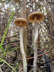 Psilocybe azurescens