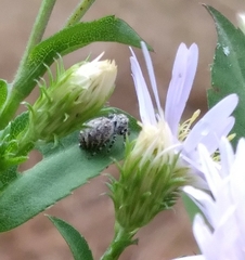 Symphyotrichum elliottii