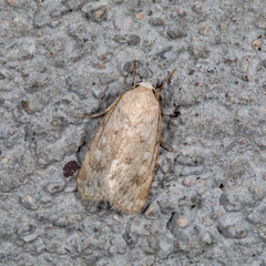 Leucocnemis perfundis