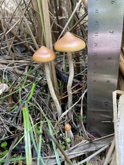 Psilocybe azurescens