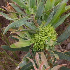 Protea witches broom phytoplasma