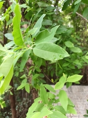 Diospyros