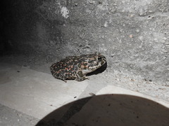 Bufotes viridis balearicus