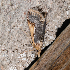 Loxostege albiceralis