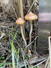 Psilocybe azurescens
