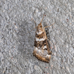 Loxostege kearfottalis