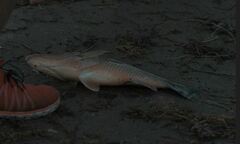 Lutjanus griseus