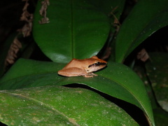 Pristimantis chiastonotus