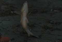 Lutjanus griseus