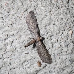 Glaucina nephos