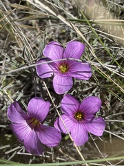 Oxalis laciniata