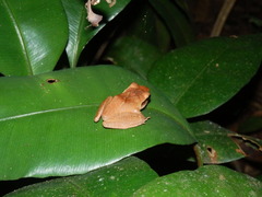 Pristimantis chiastonotus