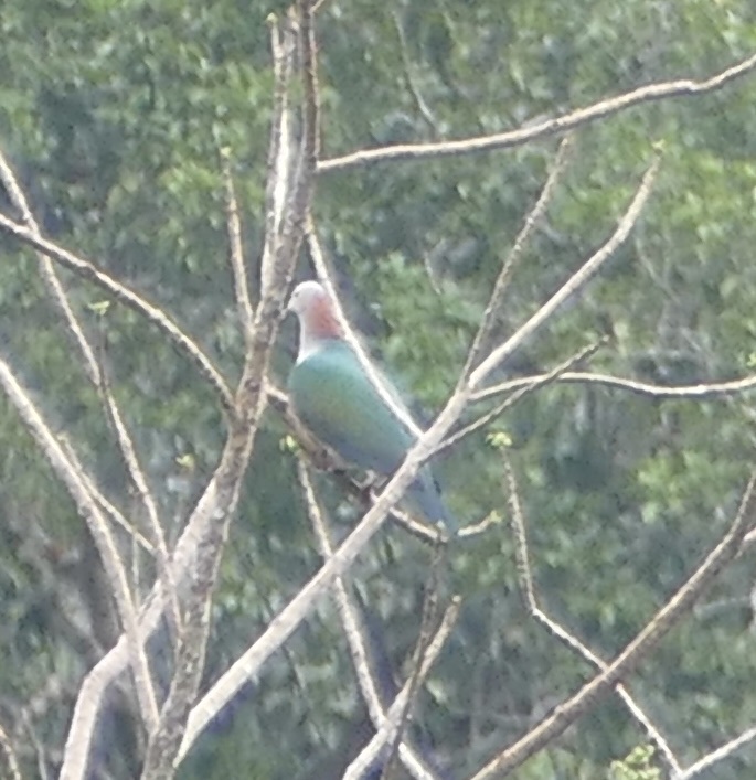 Green Imperial Pigeon