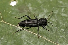 Xylotrechus sagittatus