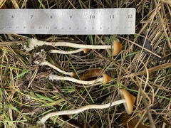 Psilocybe azurescens