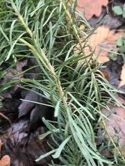 Euphorbia cyparissias