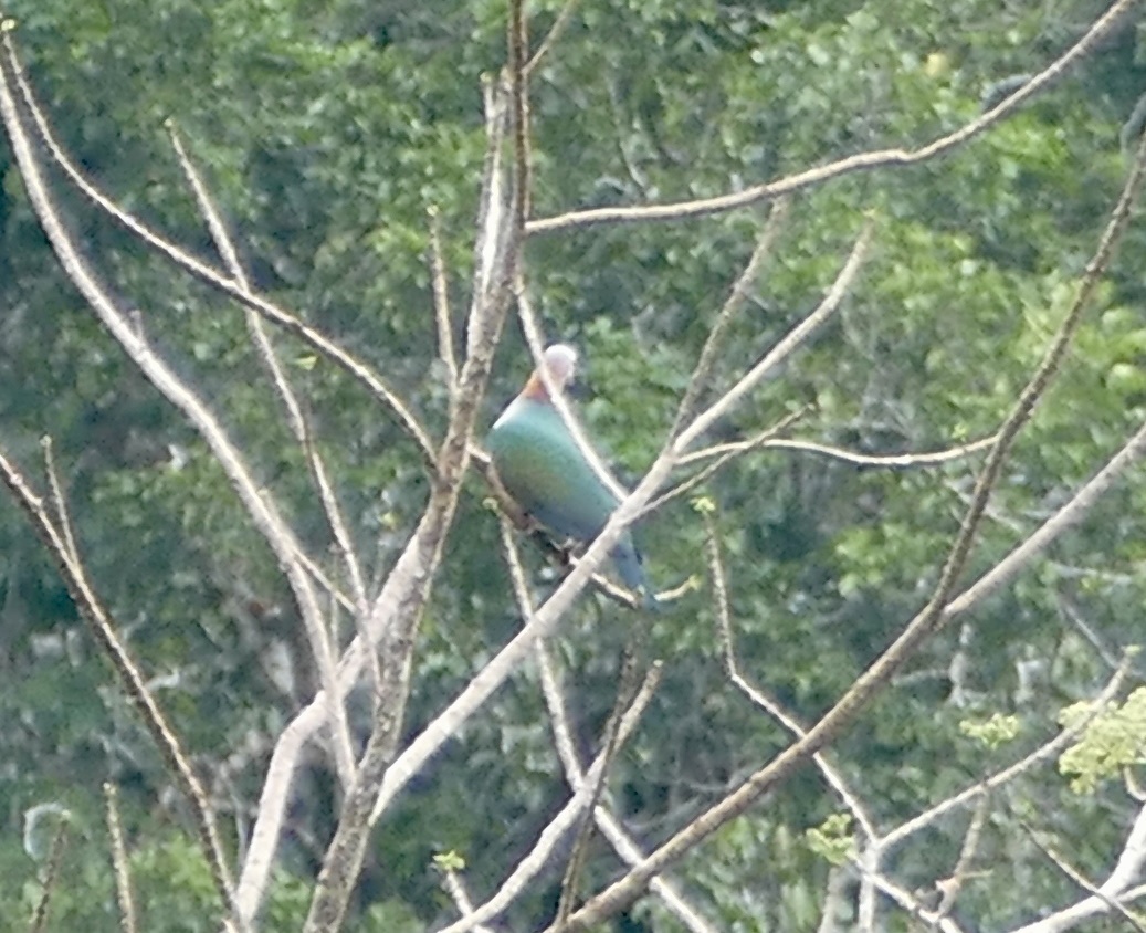 Green Imperial Pigeon