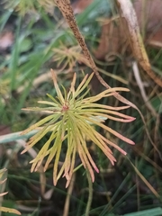 Euphorbia cyparissias