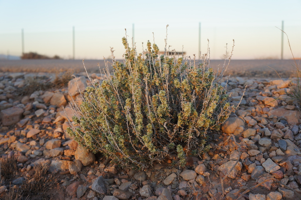 Agathophora alopecuroides